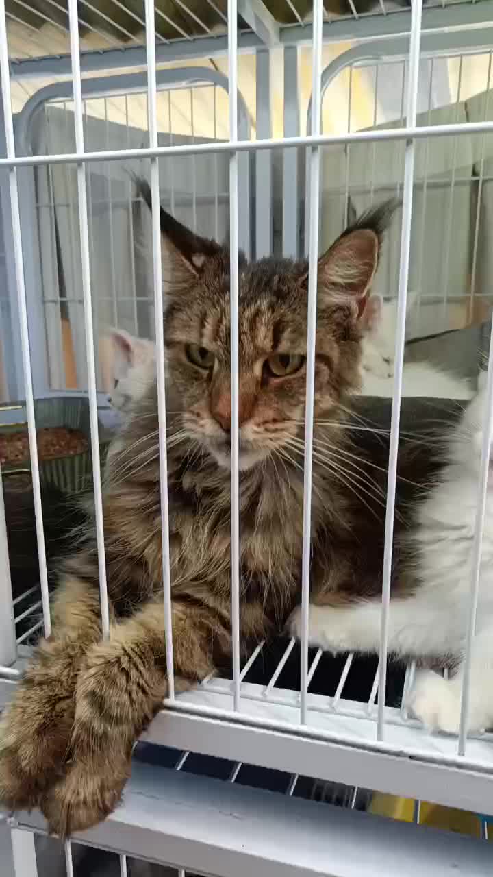 缅因猫